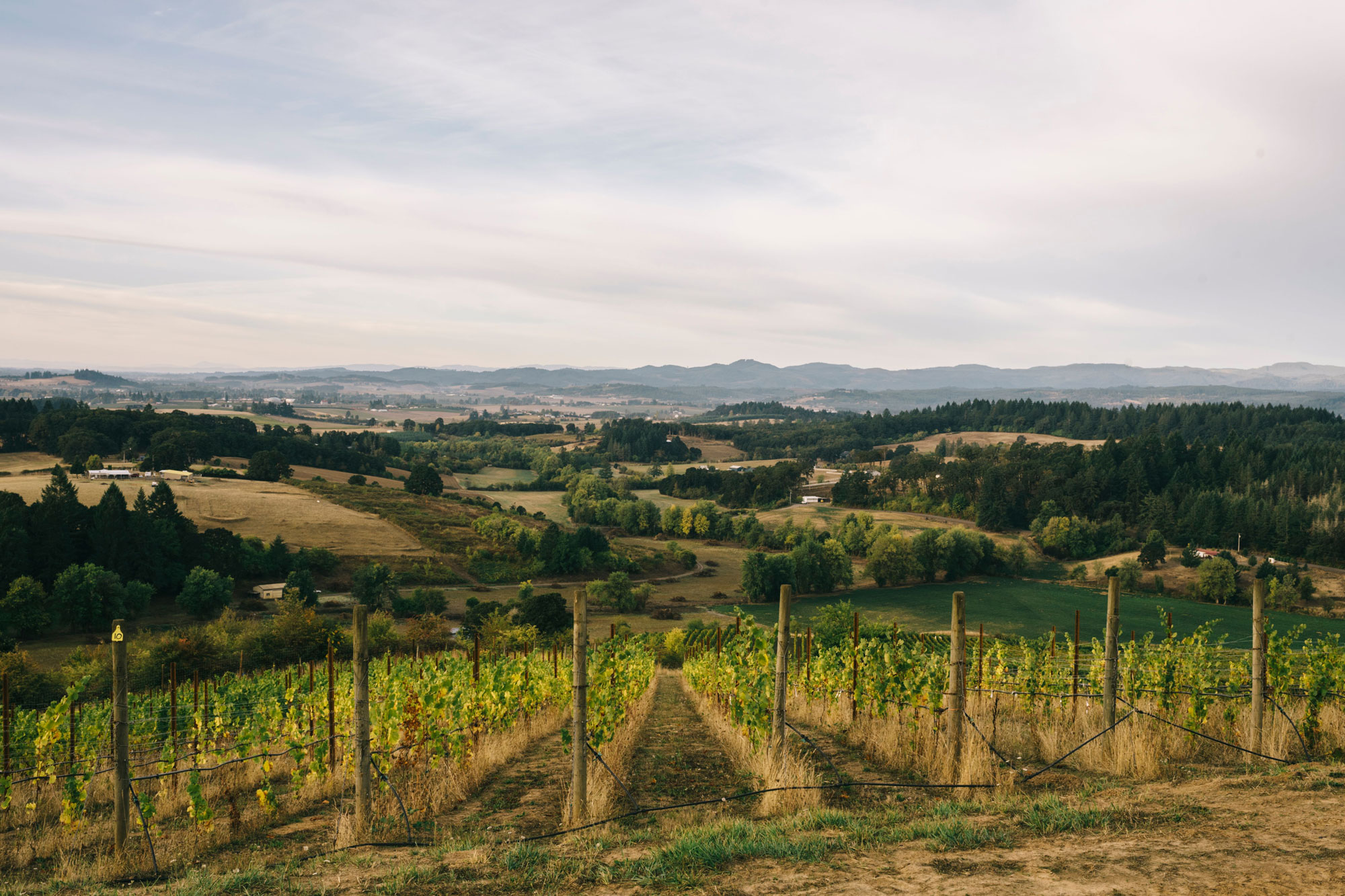 Vineyards - Nicolas-Jay